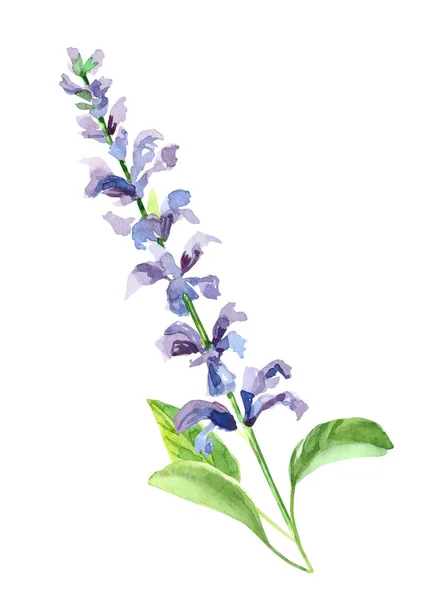 Suluboya el boyası salvia dalı ve çiçekler. Beyaz arkaplanda izole edilmiş suluboya çizimleri