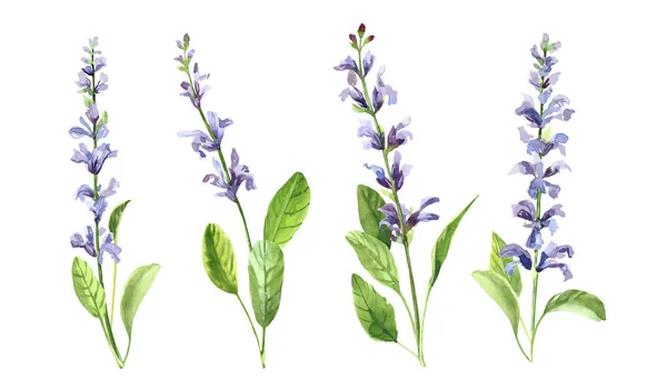 Suluboya el boyası salvia dalı ve çiçekler. Beyaz arkaplanda izole edilmiş suluboya çizimleri