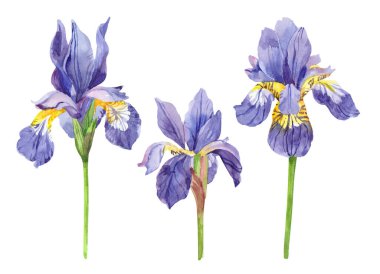 Suluboya süsen, el çizimi çiçek çizimi, beyaz arkaplanda izole edilmiş mavi çiçekler..