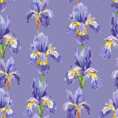 Suluboya süsen, el çizimi çiçek çizimi, beyaz arkaplanda izole edilmiş mavi çiçekler..