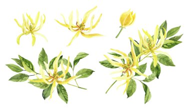 Suluboya el ylang ylang dalları ve çiçekler boyadı. Beyaz arka planda izole suluboya çizimleri, aromaterapi, temel yağlar