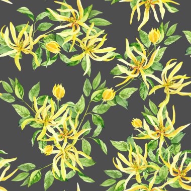 Suluboya el ylang ylang çiçekleri boyadı. Beyaz arka planda izole suluboya çizimleri, aromaterapi, temel yağlar