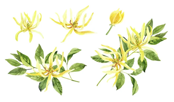 Suluboya el ylang ylang dalları ve çiçekler boyadı. Beyaz arka planda izole suluboya çizimleri, aromaterapi, temel yağlar