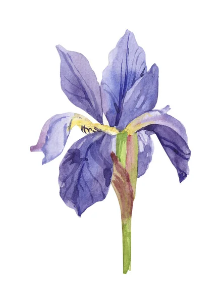 Fioletowe Tęczówki Kwiat Botaniczny Dziki Wiosenny Kwiat Odizolowany Zestaw Ilustracji — Zdjęcie stockowe