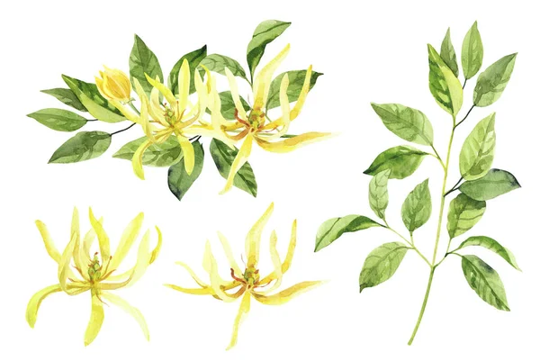 Suluboya Ylang Ylang Dalları Çiçekler Boyadı Beyaz Arka Planda Izole — Stok fotoğraf