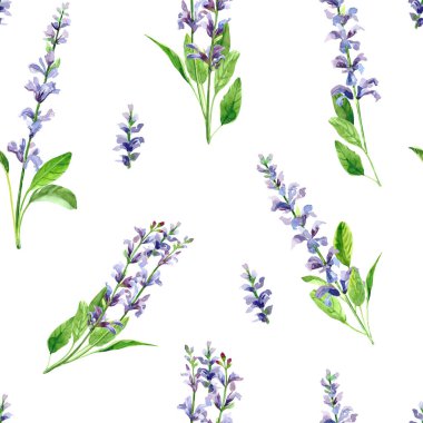 Suluboya el boyası salvia çiçekleri. Beyaz arkaplanda izole edilmiş suluboya çizimleri