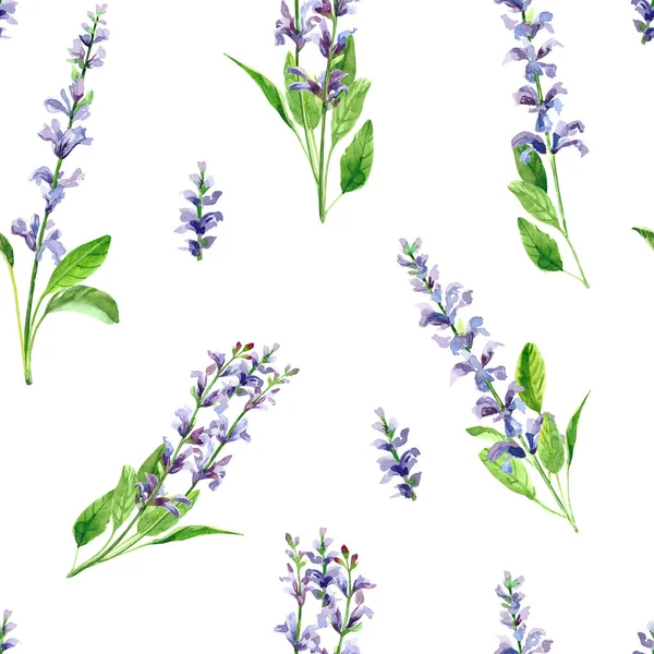 Aquarelle Peinte Main Fleurs Salvia Illustrations Aquarelles Isolées Sur Fond — Photo