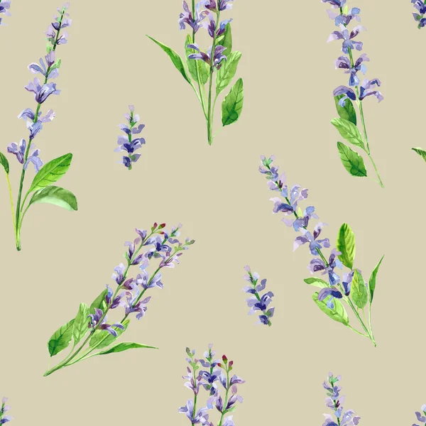Aquarell Handbemalte Salvia Blumen Aquarell Illustrationen Isoliert Auf Weißem Hintergrund — Stockfoto