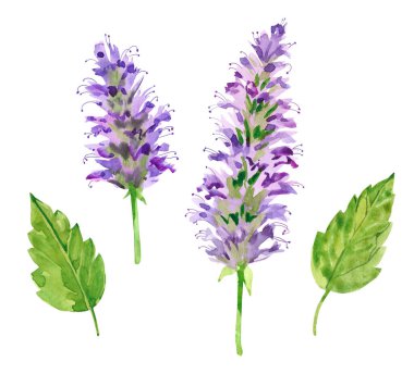 Suluboya el, silhat çiçekleri ve yaprakları boyamış. Suluboya el kusursuz desen, duvar kağıdı, ambalaj kağıdı, aromaterapi, gerekli yağlar.