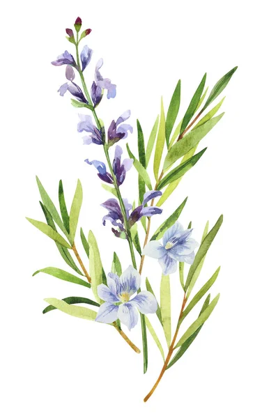 Aquarell Handbemalter Rosmarin Salvia Zweige Und Blumen Aquarell Handgezeichnete Illustration — Stockfoto