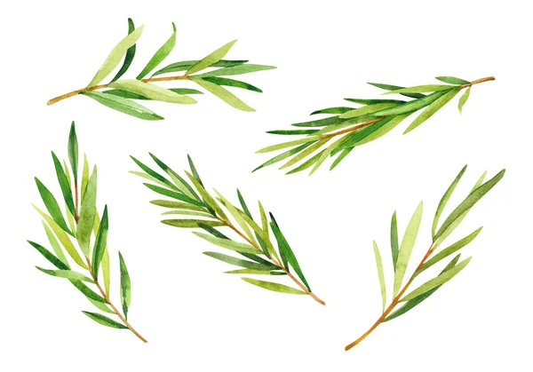 Watercolor Hand Painted Rosemary Branches Watercolor Hand Drawn Illustration Isolated — Stock Photo, Image