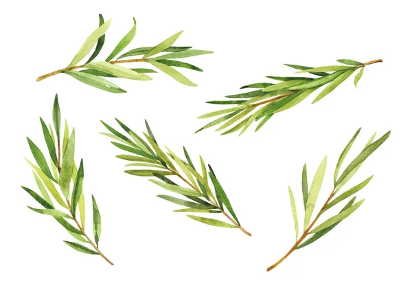 Watercolor Hand Painted Rosemary Branches Watercolor Hand Drawn Illustration Isolated — Stock Photo, Image