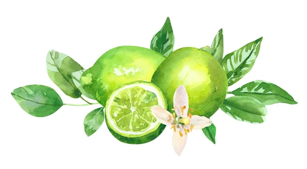 Suluboya el, limonlu limon meyvesi ve dalları boyadı. Beyaz arka planda izole edilmiş suluboya el çizimi, aromaterapi, temel yağlar 
