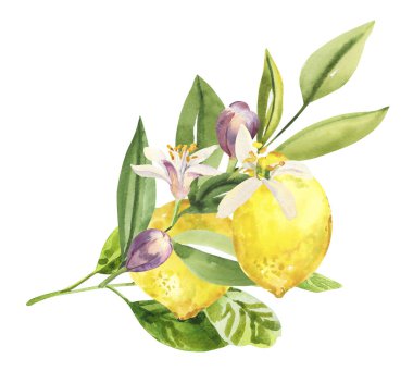 Suluboya el limon meyveleri, çiçekler ve dallar boyadı. Beyaz arka planda izole edilmiş suluboya el çizimi, aromaterapi, temel yağlar