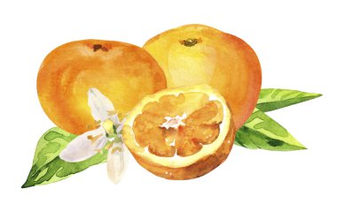 Suluboya el, turunçgil, üzüm, çiçek ve yaprak boyadı. Beyaz arka planda izole edilmiş suluboya el çizimi, aromaterapi, temel yağlar