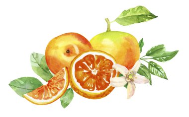 Suluboya el, turunçgil, üzüm, çiçek ve yaprak boyadı. Beyaz arka planda izole edilmiş suluboya el çizimi, aromaterapi, temel yağlar