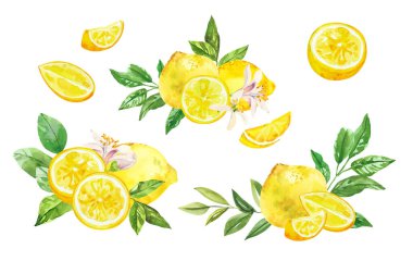 Suluboya el limon meyveleri, çiçekler ve dallar boyadı. Beyaz arka planda izole edilmiş suluboya el çizimi, aromaterapi, temel yağlar