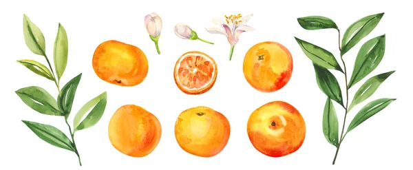 Acuarela Pintada Mano Cítricos Naranjas Uvas Flores Hojas Acuarela Ilustración — Foto de Stock
