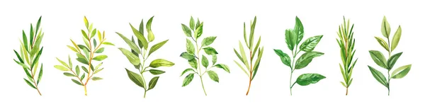 Aquarell Handgemalte Botanische Frühlingsblätter Und Zweige Illustration Isoliert Auf Weißem — Stockfoto