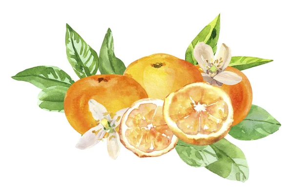 Acuarela Pintada Mano Cítricos Naranjas Uvas Flores Hojas Acuarela Ilustración — Foto de Stock