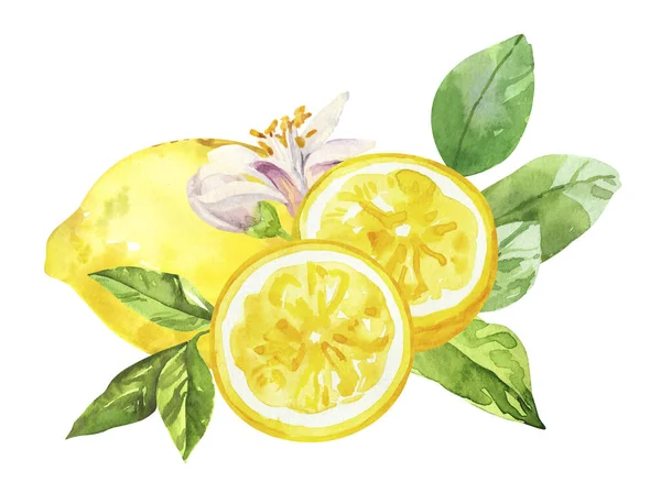 Suluboya el limon meyveleri, çiçekler ve dallar boyadı. Beyaz arka planda izole edilmiş suluboya el çizimi, aromaterapi, temel yağlar