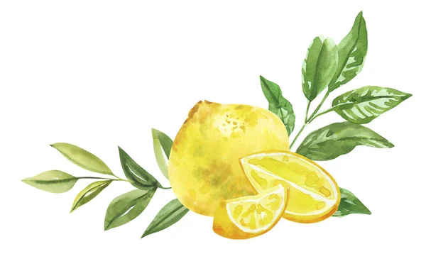 Suluboya el limon meyveleri, çiçekler ve dallar boyadı. Beyaz arka planda izole edilmiş suluboya el çizimi, aromaterapi, temel yağlar