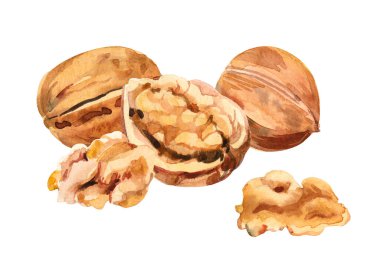 Suluboya el yapımı ceviz boyası ve çizim seti. Beyaz arkaplanda el çizimi suluboya çizimi