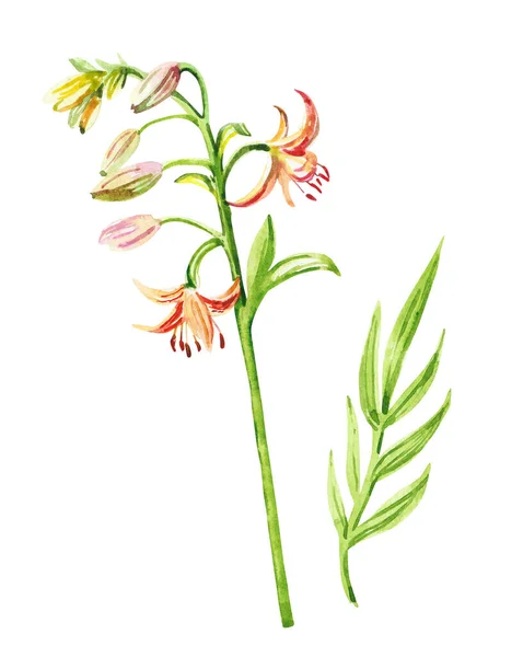 Handgemalte Aquarell Blumenstrauß Illustration Isoliert Auf Weißem Hintergrund Druck Einladung — Stockfoto