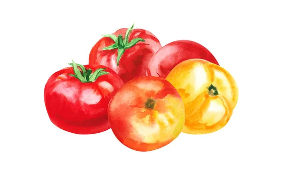 Hand Painted Watercolor Delicious Ripe Tomatoes Illustration Isolated White Background — Stock Photo, Image
