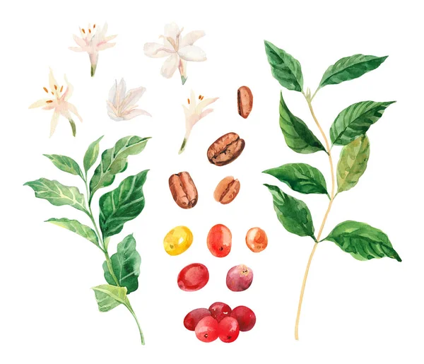 Watercolor hand painted coffee tree branch, flowers and beans. Coffee plant. Ripening of coffee berries. Watercolor illustrations isolated on white background