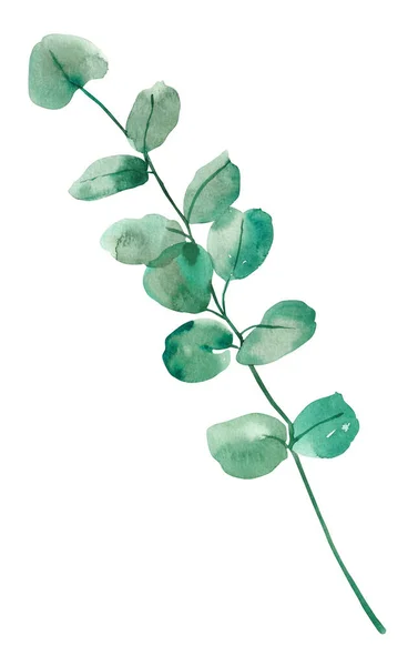 Suluboya Beyaz Arka Planda Izole Edilmiş Botanik Okaliptüs Dalları Çizimi — Stok fotoğraf