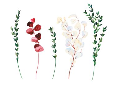 Tarla bitkileri, elle boyanmış suluboya kuru kırmızı ve beyaz okaliptüs dalları çizimler. Bitki, beyaz arka planda izole edilmiş tasarım için botanik elementler.