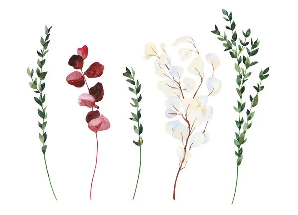 Field Gyógynövények Kézzel Festett Akvarell Száraz Piros Fehér Eukaliptusz Ágak — Stock Fotó