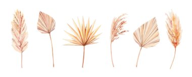 El boyası suluboya kuru palmiye yaprakları, otlar ve beyaz arka planda gelincikler. Suluboya çizimi. Kuru boho çiçekleri ve yaprakları izole edilmiş.