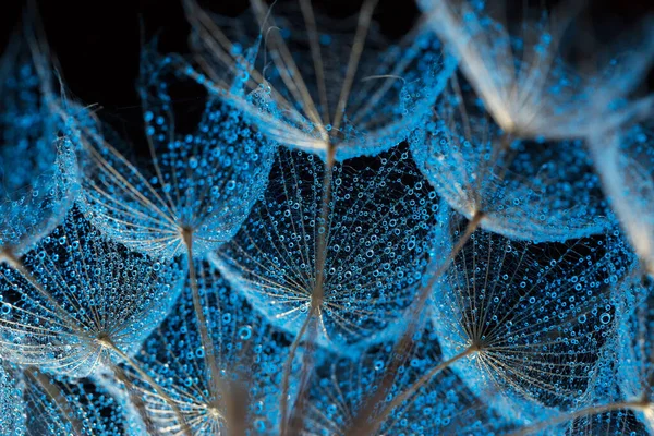 Diente León Gotas Rocío Con Retroiluminación Azul Sobre Fondo Negro Imagen De Stock