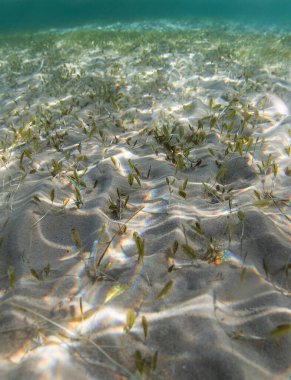 Beyaz kum, Mısır 'da kızıl denizin dibindeki güneşin yosun yansıması.