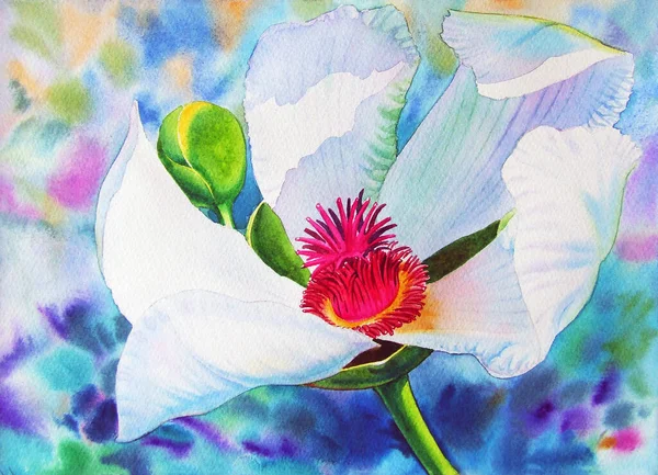 Aquarelle Peinture Originale Réaliste Coloré Fleur Blanche Émotion Dans Fond — Photo