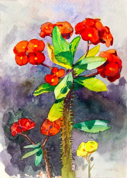 Watercolor Original Painting Realistic Red Color Crown Thorns Flower Green — Foto de Stock