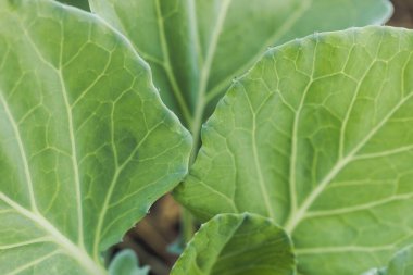 Close-Up sebze bahçesi taze yeşil lahana