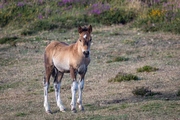 Wild Horses Sierra Bobia Beautiful Foals — Photo