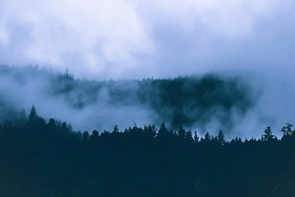 Geheimnisvoller Immergrüner Bergwald Nebel — Stockfoto