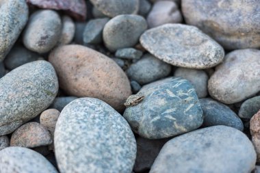 Pasifik Korosu Kurbağası yazın nehir mezarlarında oturuyor.
