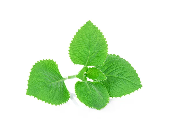 Gröna Blad Land Gurkört Indiska Gurkört Coleus Amboinicus Lour Plectranthus — Stockfoto