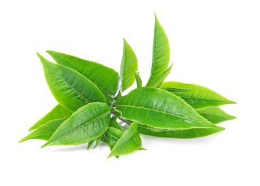 Beyaz arkaplanda yeşil çay yaprağı.