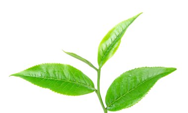 Beyaz arkaplanda yeşil çay yaprağı.