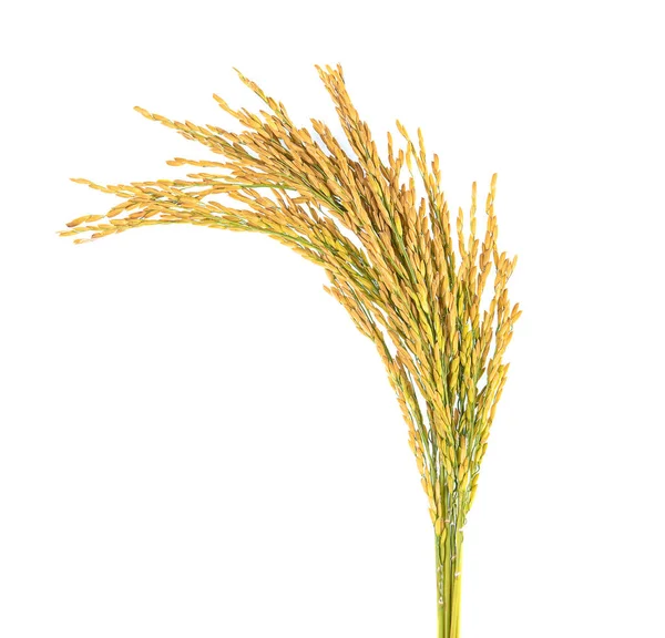 Beyaz arkaplanda izole edilmiş pirinç tohumları .