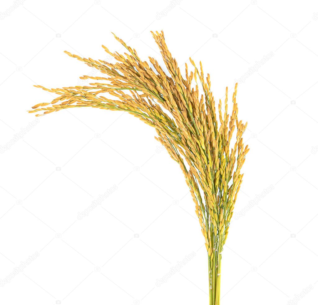 rice seeds isolated on white background .