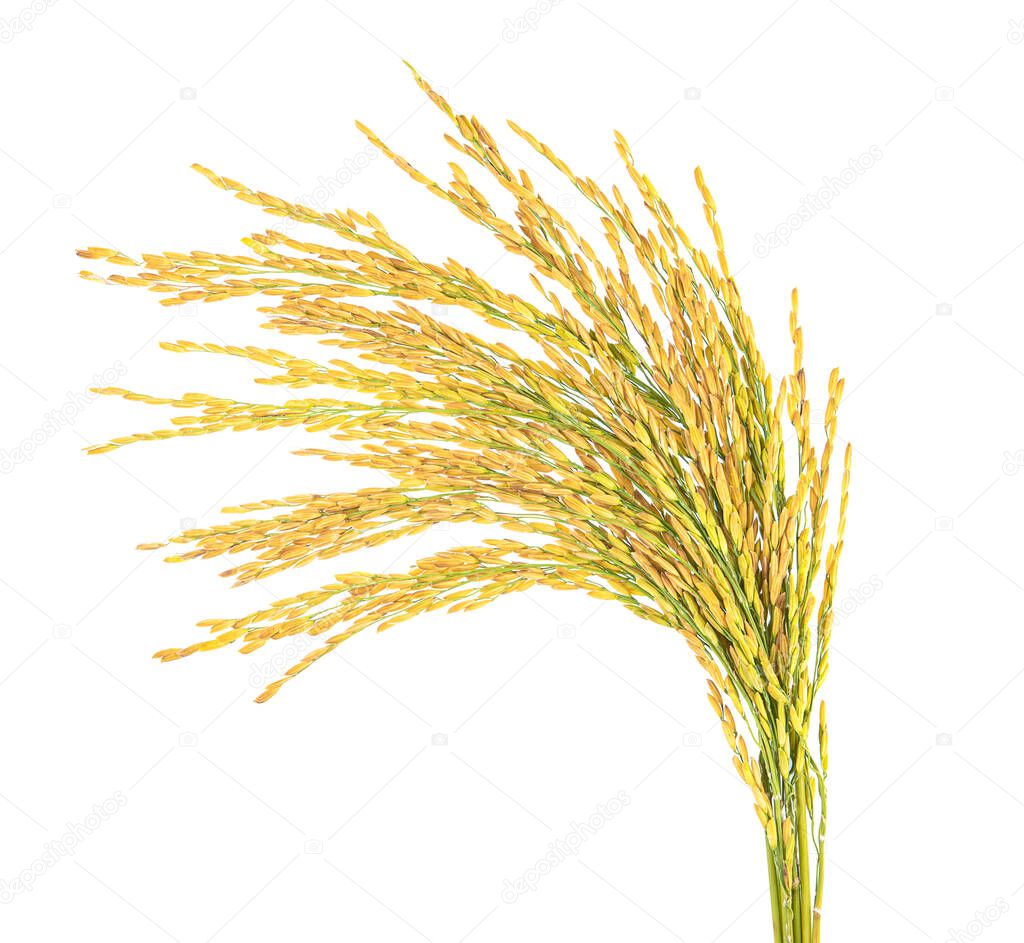 rice seeds isolated on white background.