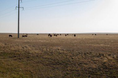 Many cows grazing on steppe pastures in Kazakhstan