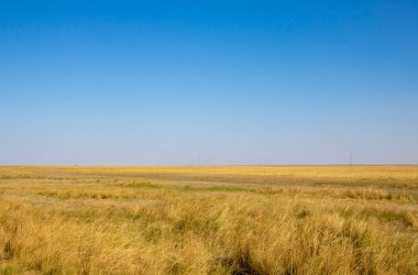 Steppe dessert and blue sky in summer day, Kazakhstan